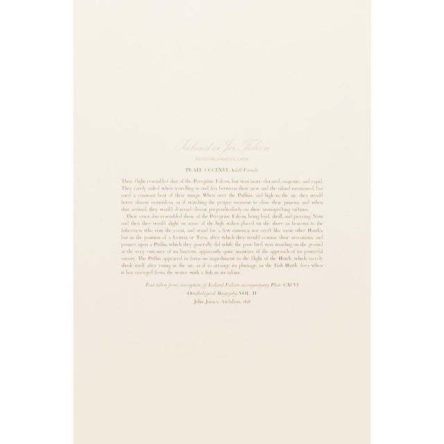 1990s Iceland or Jer Falcon After Audubon, Large American Classical Print For Sale - Image 9 of 12