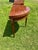 French Country French 19th Century Louis XVI Pair of Mahogany Demilune consoleTables For Sale - Image 3 of 12