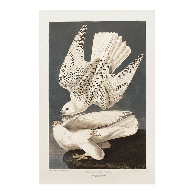 1990s Iceland or Jer Falcon After Audubon, Large American Classical Print For Sale