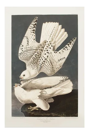 1990s Iceland or Jer Falcon After Audubon, Large American Classical Print