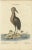 Title: Amerikanische Rohrdommel - 18th Century Hand-Colored Engraving of the American Bittern by Johann Michael Seligmann...