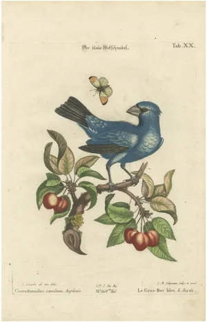 After George Edwards, Blue Grosbeak of Angola, 1700s, Engraving