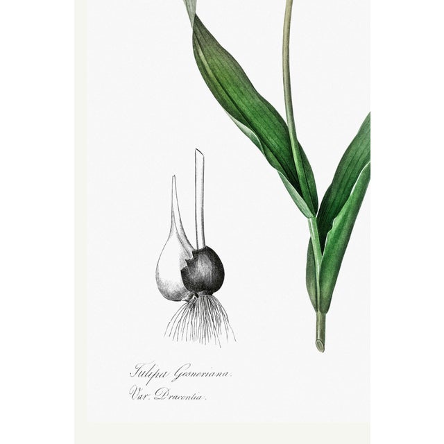 Not Yet Made - Made To Order Didier's Tulip by Redouté, Vintage Botanical Art Print, 36" X 48" For Sale - Image 5 of 10