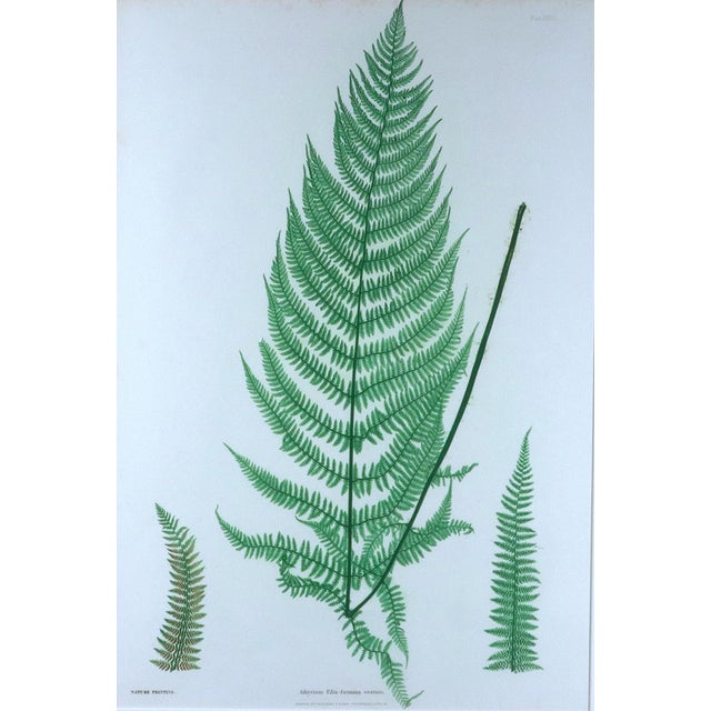 Henry Bradbury Nature-Printed Fern Botanical Prints, Set of Four, Framed For Sale - Image 10 of 18