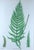 Henry Bradbury Nature-Printed Fern Botanical Prints, Set of Four, Framed For Sale - Image 10 of 18