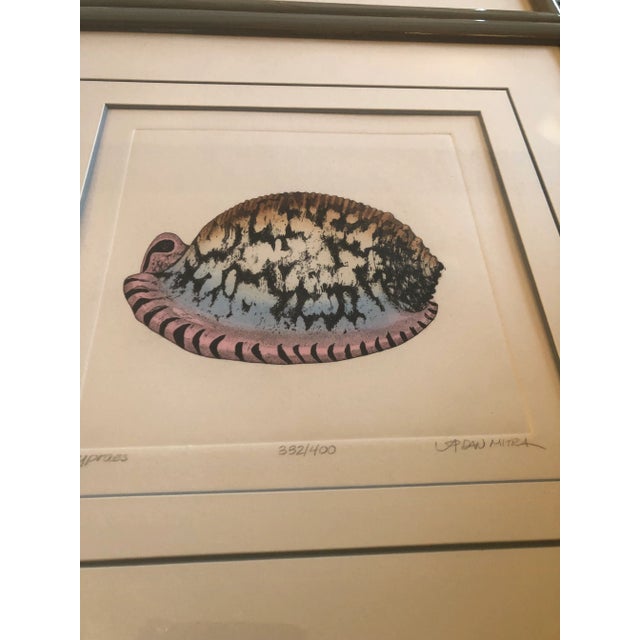 Nautical Gallery Wall Collection-6 Original Lithograph Nautical Shell Prints by Listed Artist Dan Mitra- Set of 6 For Sale - Image 3 of 12