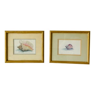 Coastal Boho Vintage Sea Shell Coloured Lithographs For Sale