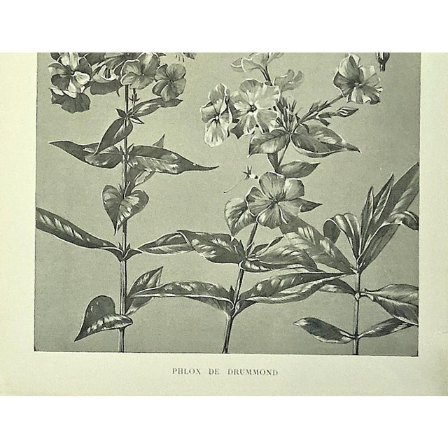 1902 Set of 3-Antique French Botanicals- Phlox, Bluets, Mallow, Documentation For Sale In New York - Image 6 of 14