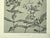 1902 Set of 3-Antique French Botanicals- Phlox, Bluets, Mallow, Documentation For Sale In New York - Image 6 of 14