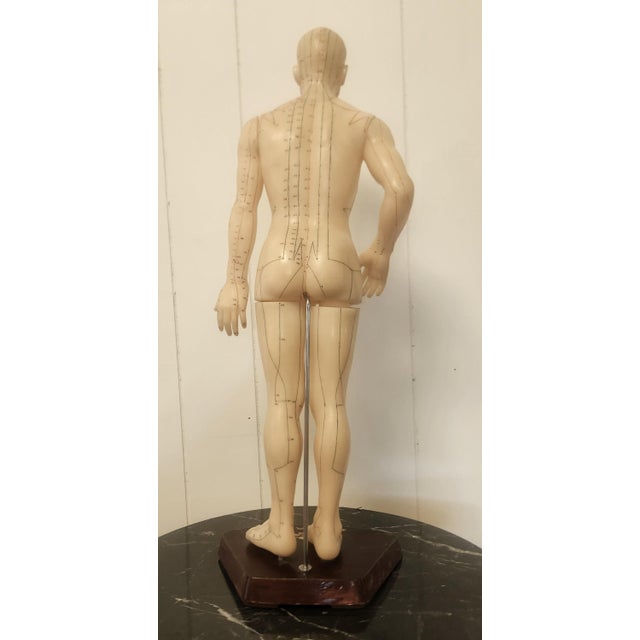 Cream Nude Man Acupuncture Model Chinese 1950s For Sale - Image 8 of 13