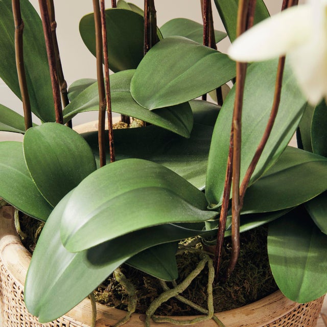 Early 21st Century Phalaenopsis Orchid Drop-In 36" For Sale - Image 5 of 7