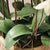 Early 21st Century Phalaenopsis Orchid Drop-In 36" For Sale - Image 5 of 7