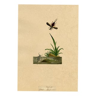 J. McA, Water Scorpion Insect Study, 1810s, Watercolour For Sale