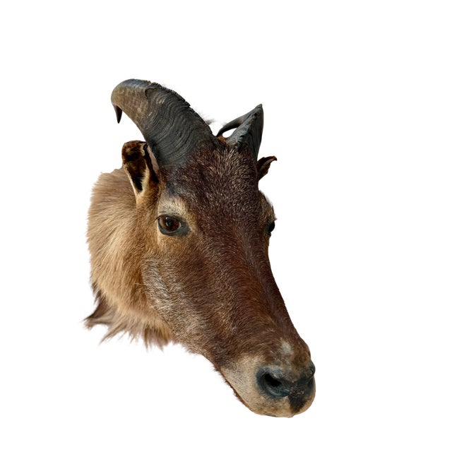 Animal Skin Himalayan Tahr Taxidermy Shoulder Mount For Sale - Image 7 of 8