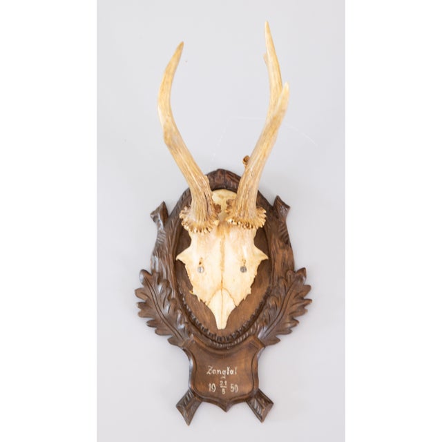 Wood Black Forest Roe Deer Antlers Hunting Trophy 1950 Mount For Sale - Image 7 of 7