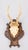 Wood Black Forest Roe Deer Antlers Hunting Trophy 1950 Mount For Sale - Image 7 of 7