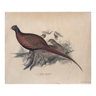 Vintage Bird Print Common Pheasant Biltmore House Library Asheville, Nc For Sale