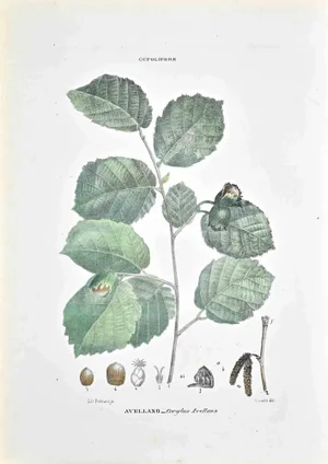 Vincenzo Tenore, The Cupolifers, Lithograph, 1870s