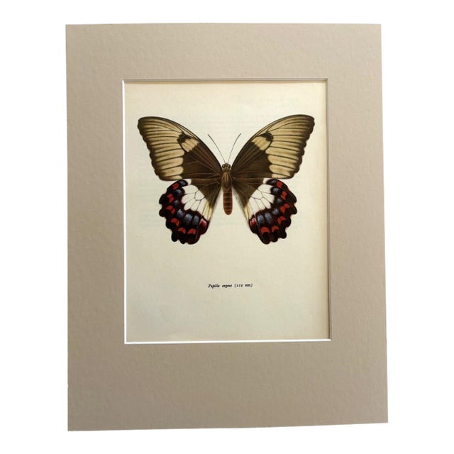 Vintage 1965 Butterfly Print in 11x14 Mat: Papilio Aegus/Orchid Swallowtail, EUC For Sale