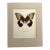 Vintage 1965 Butterfly Print in 11x14 Mat: Papilio Aegus/Orchid Swallowtail, EUC For Sale