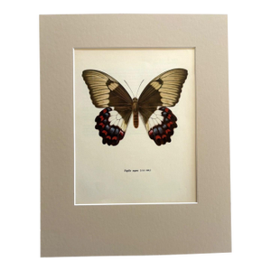 Vintage 1965 Butterfly Print in 11x14 Mat: Papilio Aegus/Orchid Swallowtail, EUC