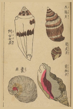 Vintage Japanese Seashells, Woodblock Print Reproduction, 16" X 24"