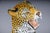 Leopard with Broken Foot For Sale - Image 13 of 18