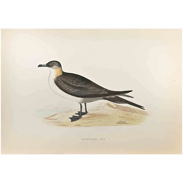 Richardson's Skua is a modern artwork realized in 1870 by the British artist Alexander Francis Lydon (1836-1917) . Woodcut...