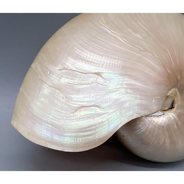 Late 20th Century Large Natural Polished Nautilus Shell Specimen – Coastal / Organic Modern For Sale - Image 5 of 9