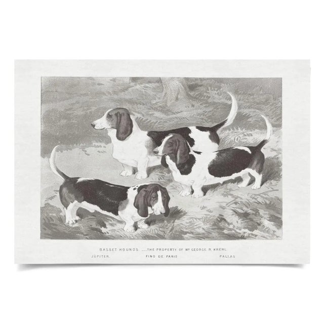Contemporary Cassell Dogs; Basset Hounds, Unframed Artwork For Sale - Image 3 of 3