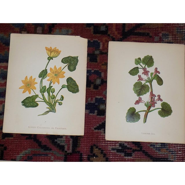 Antique 19th Century Anne Pratt Botanical Chromolithographs - Set of 12 For Sale - Image 4 of 10
