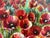 Watkins for Prestige Arts Tuscan Poppies Artwork, Certificate For Sale - Image 9 of 12