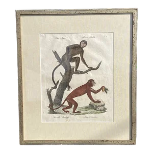 Monkeys Hand Colored Zoological Lithograph- Early 19th Century