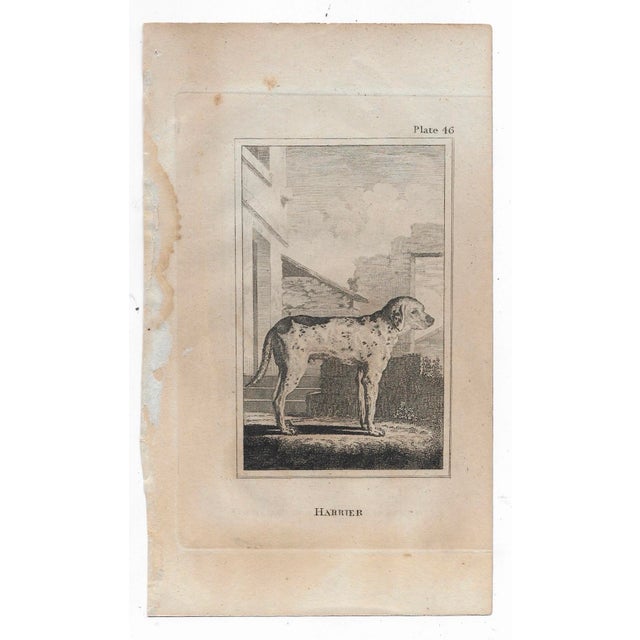 Antique engraving by Georges-Louis Leclerc, Comte de Buffon (1707-1788) from an English printing of History Naturelle....