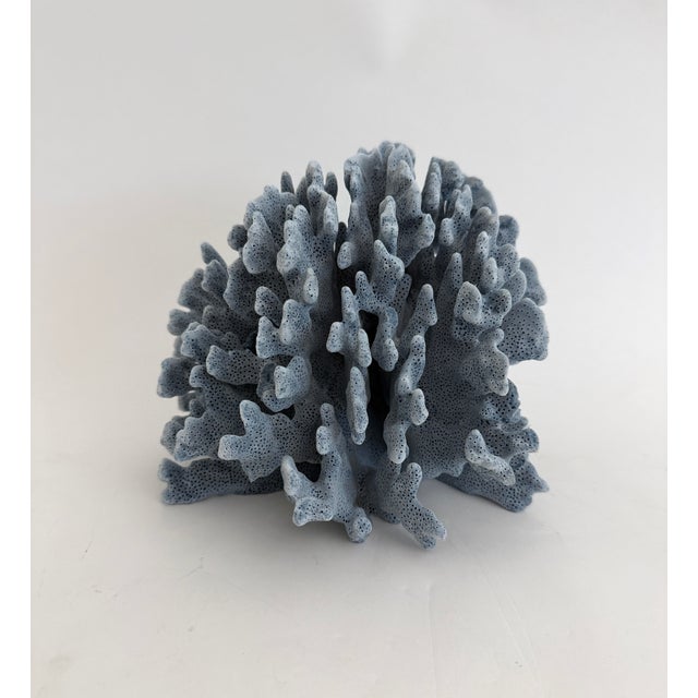 Natural Blue Coral specimen with cut and polished base to protect surfaces. Each piece is cleaned and trimmed from its...