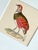 Our French partridge, is hand-painted by our master artist with exceptional detail and warmth. His soft, layered feathers...