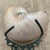 Pair Vintage Maitland Smith Nautilus Shell For Sale In Miami - Image 6 of 11