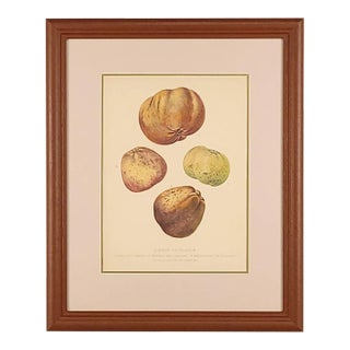 Print From Botanical Study of Fruits and Nuts by Duhamel Du Monceau, Early 19th Century For Sale