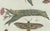 Bertuch, Exotic Moths and Caterpillars, 1800, Engraving For Sale - Image 6 of 9