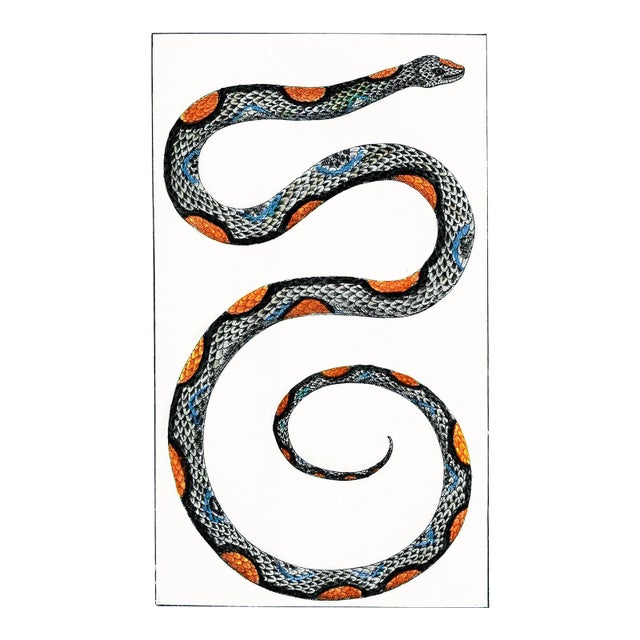 Vintage Deco Snake Print For Sale