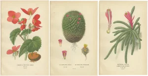 Tuberous Begonia and Mammillaria Cactus and Rats-Tail Cactus, 1897, Paper, Set of 3