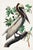 Brown Pelican by Audubon, Vintage Art Print Reproduction, 11" X 17" For Sale