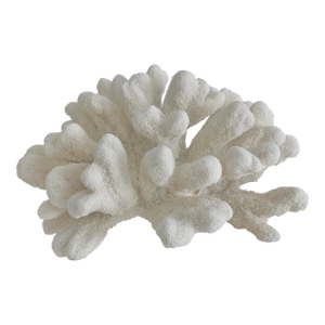 Massive Natural Catspaw Coral Specimen Coastal Home