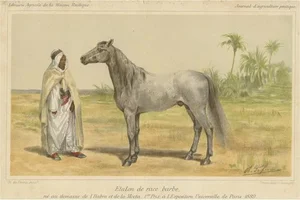 Original Antique Chromolithograph of a Barb or Berber Horse, 1890