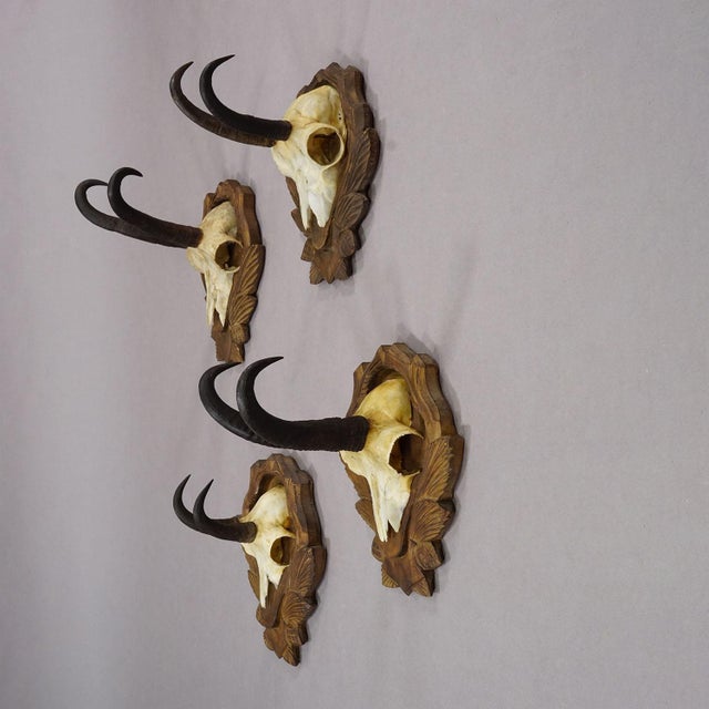 Rustic European Vintage Set of Four Chamois Trophies on Carved Plaques, Germany Ca. 1950s For Sale - Image 3 of 7