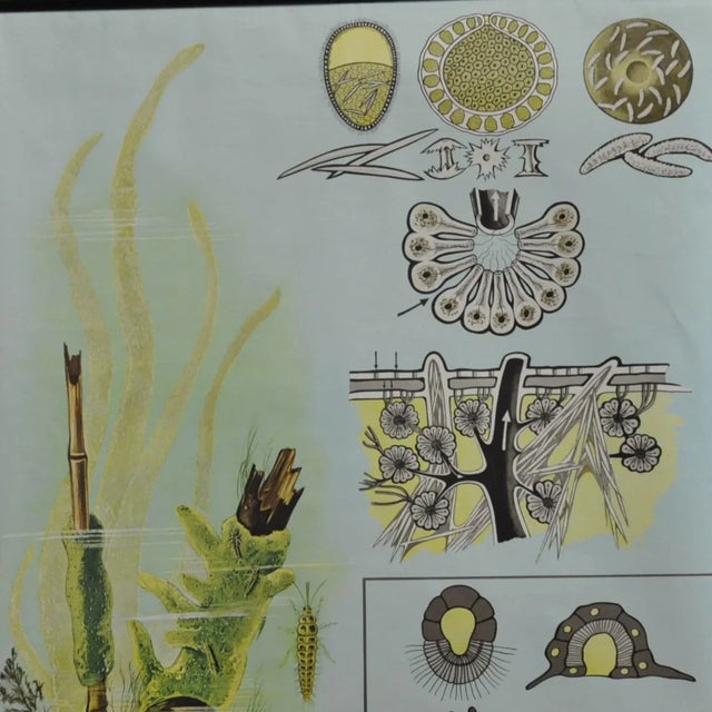 A classical Jung Koch Quentell vintage school wall chart depicting spongillidae (a family of sponges that live in fresh...