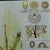 A classical Jung Koch Quentell vintage school wall chart depicting spongillidae (a family of sponges that live in fresh...