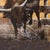 Several of these bull riding images were from reference photos of my days as a bull rider back in 1980-1985. I was an MCRD...
