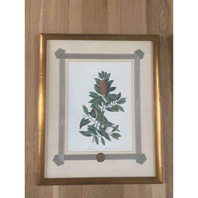 1980s Mark Catesby Hand-Colored Engraving Prints Set of 4 For Sale - Image 4 of 13