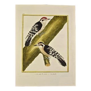 Woodpeckers "Le Petit Pic" an 18th Century Hand-Colored Engraving by Martinet, 1765 For Sale